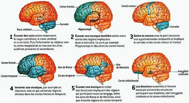 La musique et le cerveau