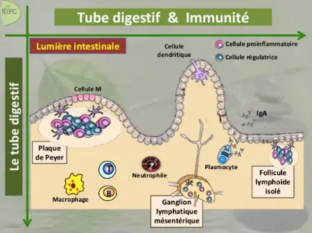 Schéma de la digestion